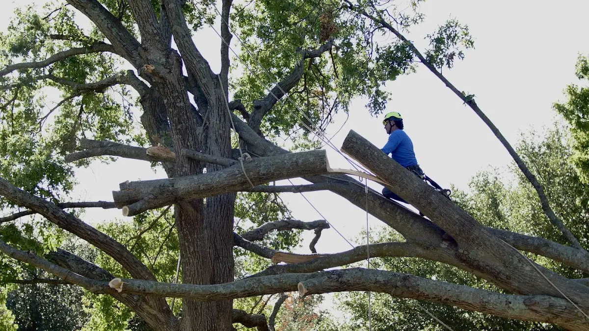 Professional Crown Thinning performed by certified arborists in Goehner